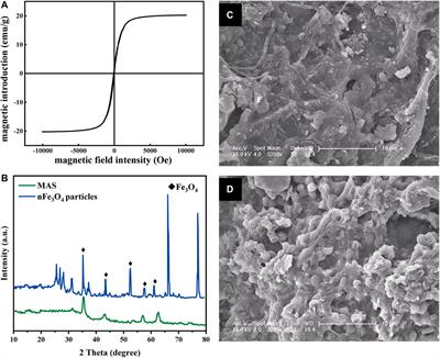 Fe3O4-Fused Magnetic Air Stone Prepared From Wasted Iron Slag Enhances Denitrification in a Biofilm Reactor by Increasing Electron Transfer Flow